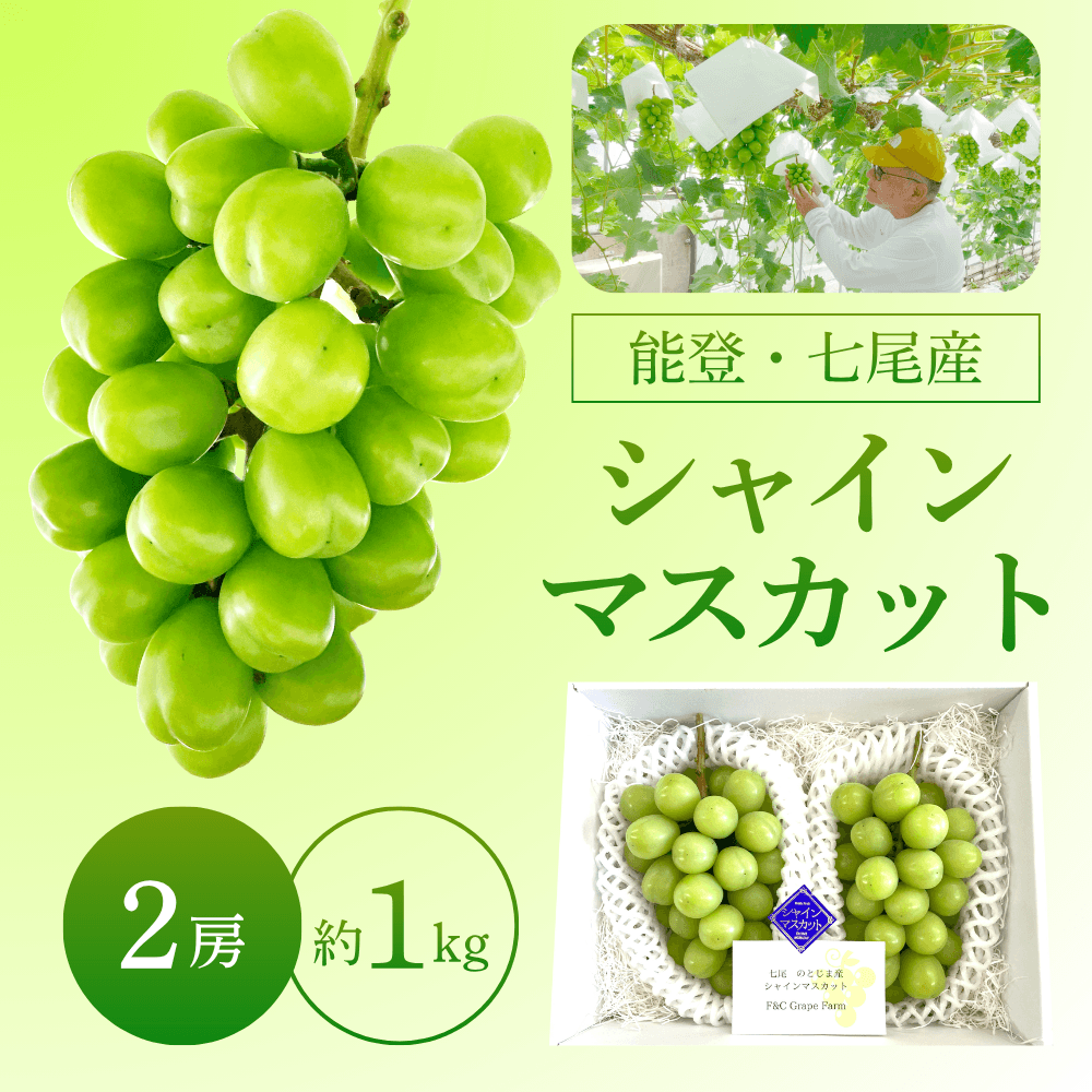 金魚 ニューマスカット等　セット 数量限定】能登・七尾産 シャインマスカット 秀品 2房 約1kg ギフト
