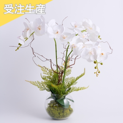 【受注商品】ファレノ アクア