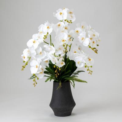 【別途送料】ファレノ グランデ