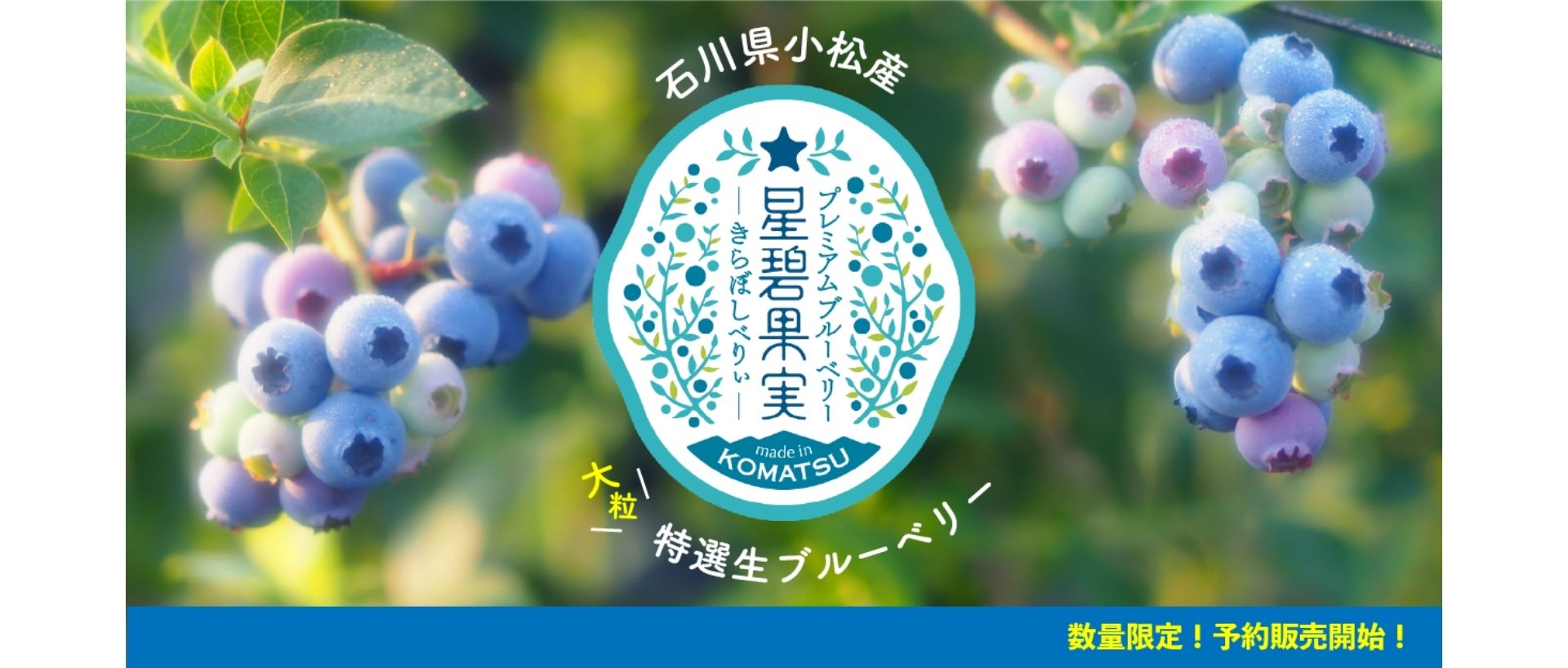 地元産！今しか食べられない大粒生ブルーベリー 「きらぼしべりぃ」予約販売開始！