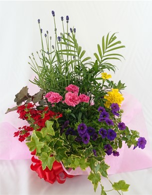 1.フォレストセット～Natural Plant～