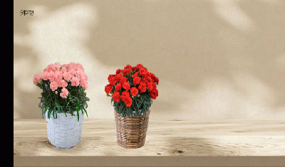 2.喜びのカーネーション鉢　2鉢セット～Thanks MOM～