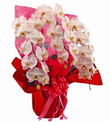 胡蝶蘭　～10本立～