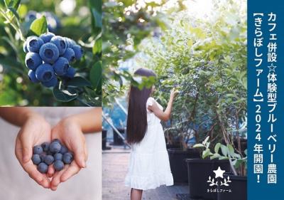 カフェ併設!体験型ブルーベリー農園【きらぼしファーム】2024年開園!