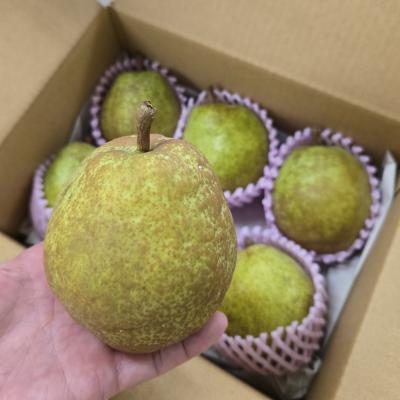 洋ナシ!ラフランス!訳あり品!4㎏!