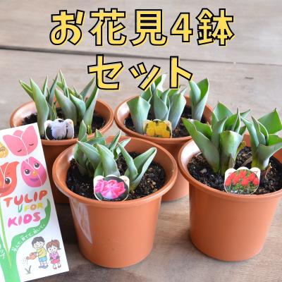 色とりどりのチューリップ8鉢セット みずみずしく