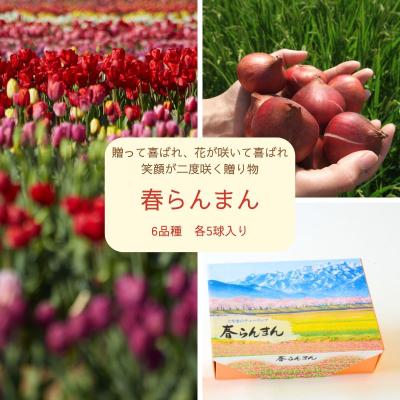 チューリップ球根セット「春らんまん」　30球入