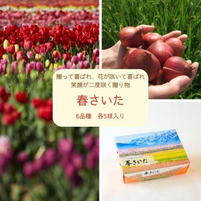 チューリップ球根セット「春さいた」　30球入
