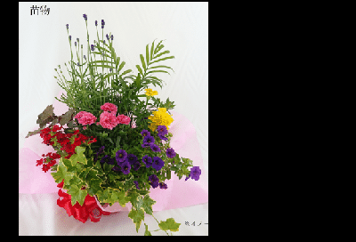 4.フォレストセット～Ñatural Plant～