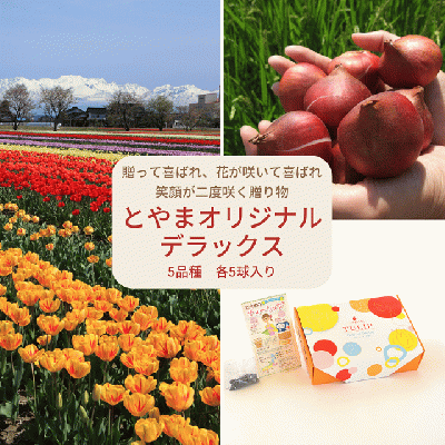 チューリップ球根セット「とやまオリジナルデラックス」　25球入