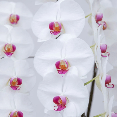 オックスハニー(白赤大輪)                  (10本立10～12輪)オーダーメイド