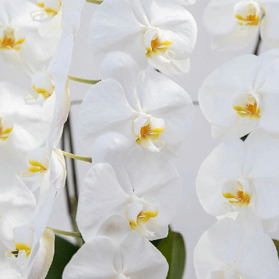 ダイヤモンドスター(白大輪)　　　　　　　　　(10本立10～12輪)オーダーメイド