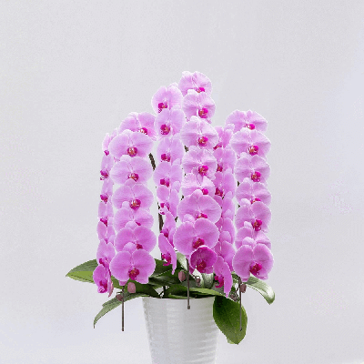 ミンシンハーモニー(ピンク大輪)　(5本立10～12輪)