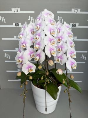 スターキュートピンキー(ピンク中輪)　　　　　　　　　　　　　(3本立8～10輪)