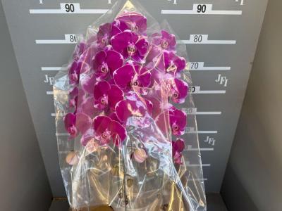 パープルクイーン(紫大輪)　　　　　　　　　　　　　(3本立8～10輪)