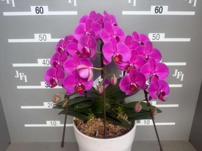 フレンズスパークリングワイン(ピンク小輪)(3本立8～10輪)