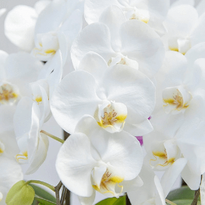 タイダスノーエンジェル(白大輪)　　　　　　　　　　　　　(3本立8～10輪)