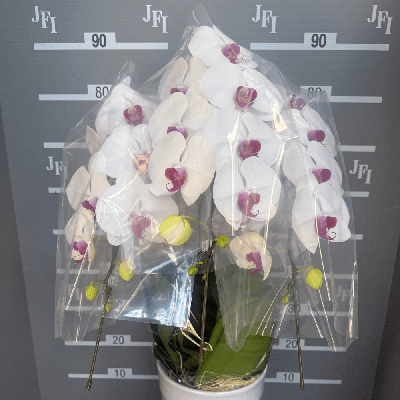 オックスハニー(白赤大輪)                           (3本立8～10輪)