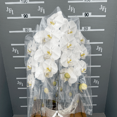 ダイヤモンドスター(白大輪)              (3本立8～10輪)