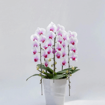 マウントリップ(中輪)(3本立8～10輪)