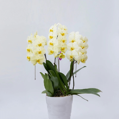 スターグリーンビューティ(中輪)(3本立8～10輪)　